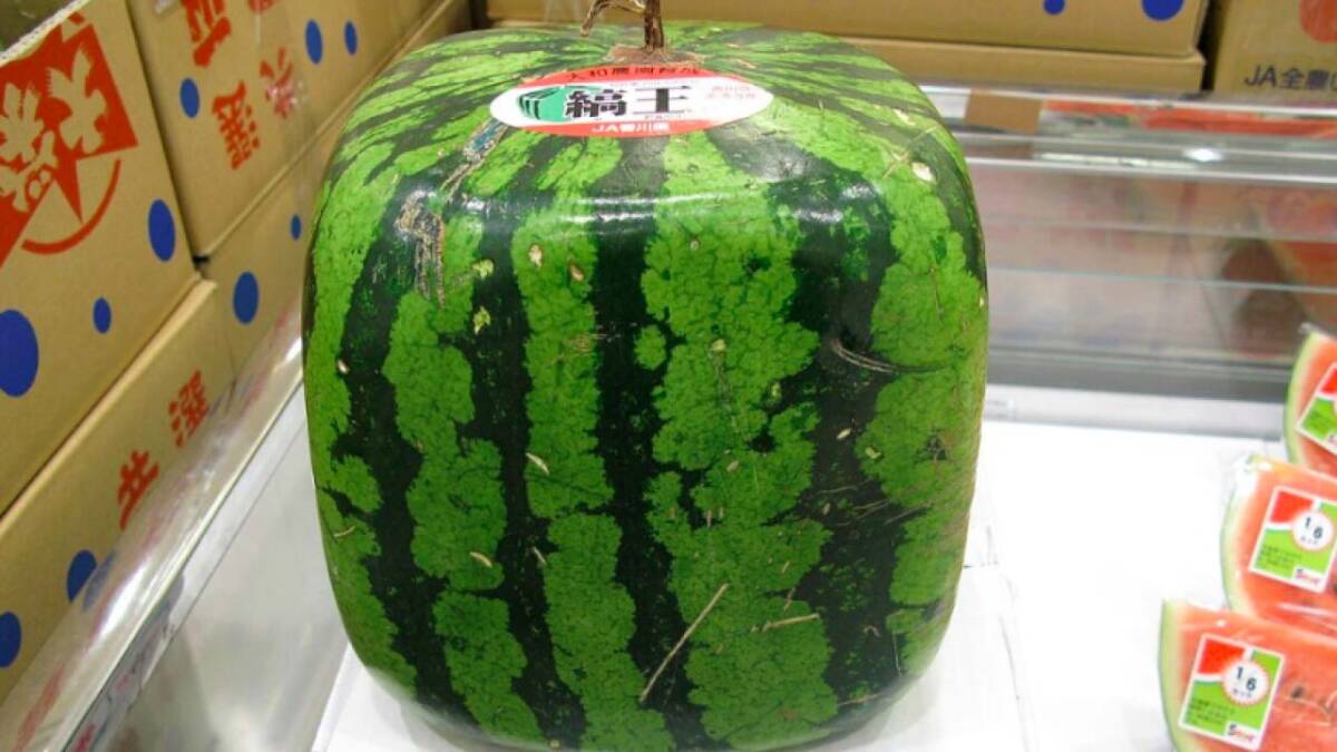 Cultivatorii români de pepeni trag cu ochiul la japonezi. Ce sortimente ne pregatesc Stiri agricole cultivatorii români de pepeni