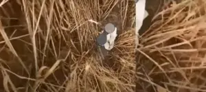 Război între fermieri! Capcană cu foc descoperită în lanul de grâu Stiri agricole grâu