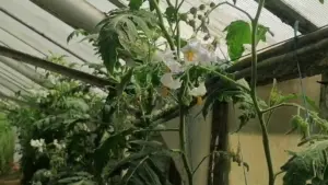 Cum obții tomate rezistente la secetă și dăunători. Iată ce spun cercetătorii 3 Cum obții tomate rezistente la secetă și dăunători. Iată ce spun cercetătorii Cum obții tomate rezistente la secetă și dăunători. Iată ce spun cercetătorii Stiri agricole tomate rezistente la secetă