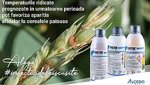 Atenție! Afidele pot compromite culturile de cereale păioase 3 Atenție! Afidele pot compromite culturile de cereale păioase Afidele