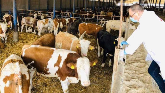 Rabie-bovine-e1756295065613