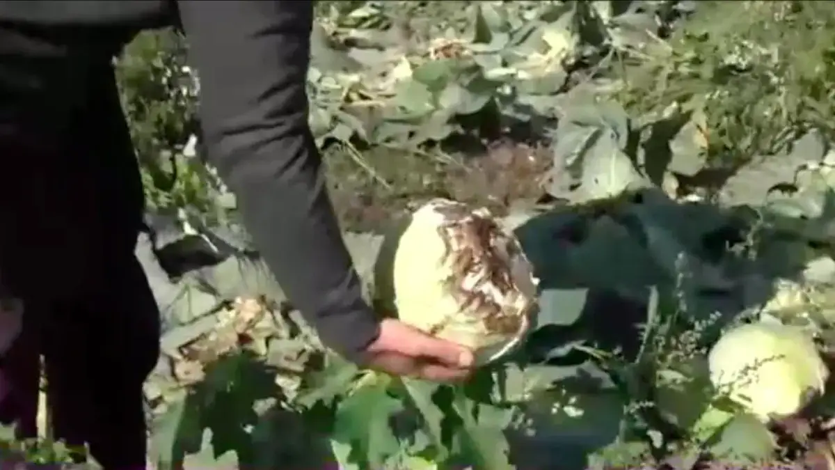 Fermieri în pragul disperării: Culturile făcute varză de ploi! Stiri agricole Culturile făcute varză,ploi