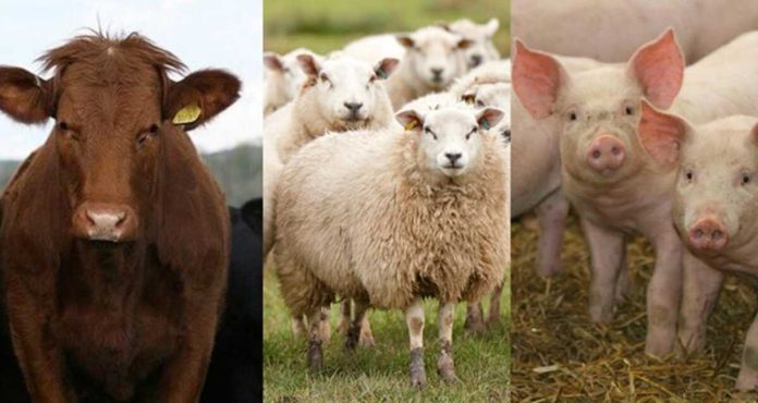 cresterea-animalelor-1280