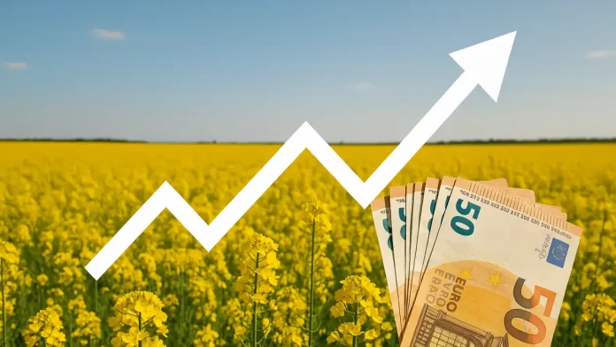 cultura-de-rapita-profitabila-webp-1