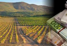 Se dau bani pentru defrișarea plantațiilor de viță-de-vie. Suma este colosală!