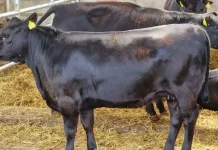 Achiziția de animale din fonduri europene primește verde în noua PAC