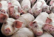 Fermă de porci cu 8.000 de capete, restricționată din cauza unui focar de PPA apărut într-o gospodărie din apropiere