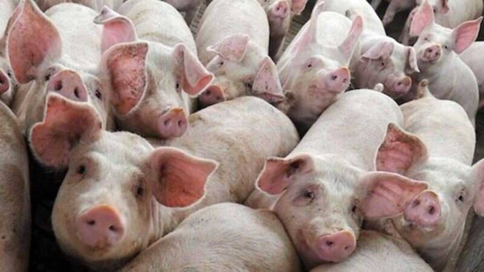 Porci-1200-1-e1757344862620