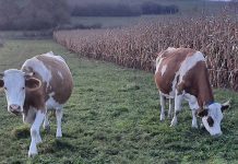 În arest, după ce-au furat două vaci și s-au luat în coarne cu polițiștii!