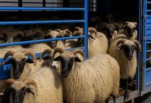 Probleme mari pentru crescătorii de oi – Fermierii vând animalele, dar nu își primesc banii