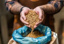 România preia controlul pe piața cerealelor – Situația actuală la grâu, porumb și orz