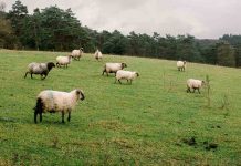 Schimbare majoră pregătită de MADR: toate registrele de închiriere a pășunilor vor fi făcute publice