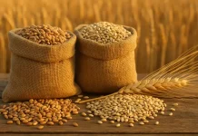 Războiul cerealelor: România și Franța luptă pentru supremație pe piața europeană