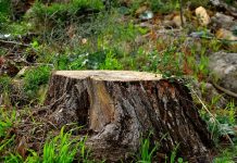 A tăiat din pădurea familiei și a ajuns condamnat la închisoare