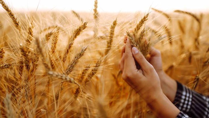 Fermierii, îngrijorați de prețurile cerealelor: ”Sunt blocate la nivelul anului 2010”