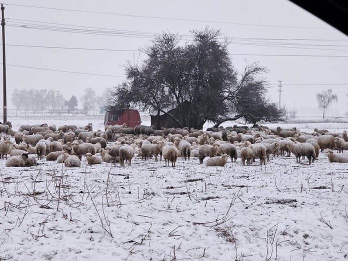 O turmă de oi înfometate amenință culturile agricole!