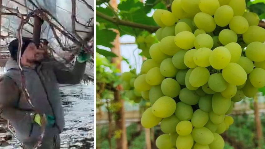 Zăpada i-a adus dezastrul! A pierdut 80% din cultura pentru care a muncit ani de zile! Actualitate zăpada,vița-de-vie