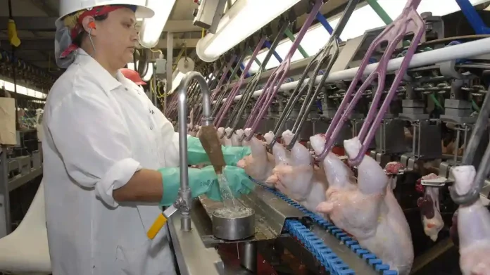 Cel mai mare exportator de carne de pasăre din România, la un pas de insolvență!