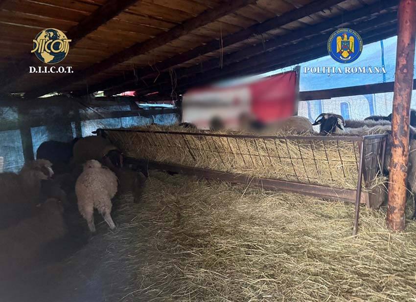 Sclavie la o fermă de animale din Iași! Un minor și un adult, exploatați cu cruzime la doi pași de marginea orașului! Actualitate sclavie,fermă de animale