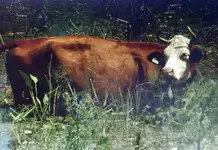 Surpriză într-o fermă tehnologizată: Vacile au „bătut” roboții