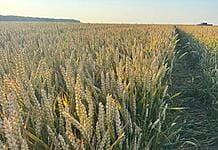 Cum să ții bolile foliare sub control: Soluții eficiente încă din primul tratament