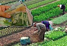 Ordonanță de Urgență: Salariul minim pentru sectorul agricol și industria alimentară crește de la 1 iulie!