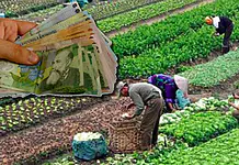 Ordonanță de Urgență: Salariul minim pentru sectorul agricol și industria alimentară crește de la 1 iulie!