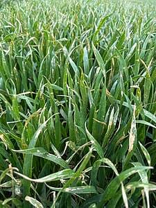 Kaishi Max: soluția pentru stres chimic și biotic 7 Kaishi Max: soluția pentru stres chimic și biotic grau sumi agro