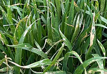 Kaishi Max: soluția pentru stres chimic și biotic