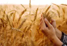 Piața grâului, sub presiune – Prețul s-a prăbușit în Portul Constanța