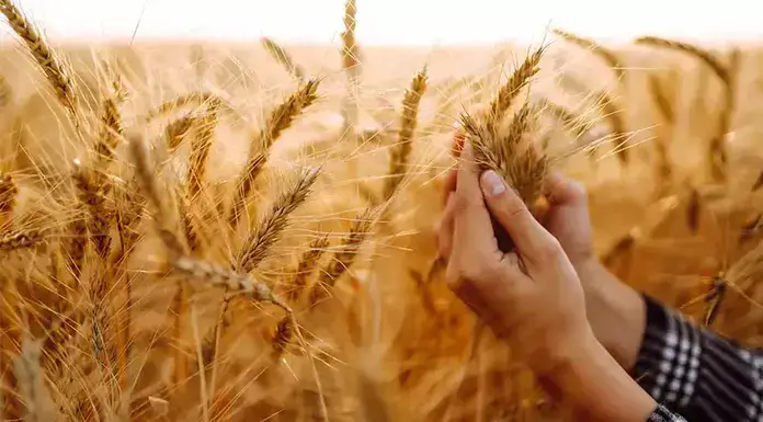 Piața grâului, sub presiune – Prețul s-a prăbușit în Portul Constanța