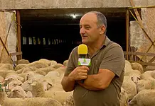 Vești excelente pentru crescătorii de ovine: ”Prețurile sunt mai mult decât bune”