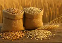 Tensiuni pe piața cerealelor – Cu cât se vând grâul și porumbul în Portul Constanța