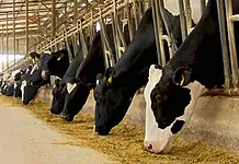 Vulnerabilitate majoră: UE importă 70% din proteina vegetală pentru hrana animalelor!