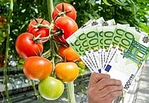 Finanțări AFIR de 26 de milioane de euro pentru investiții în sectorul legume