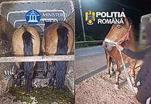 Au mai vrut doi cai putere și i-au luat de pe islaz