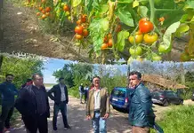 Atenție! ANF, controale fitosanitare la roșii și castraveți timpurii!
