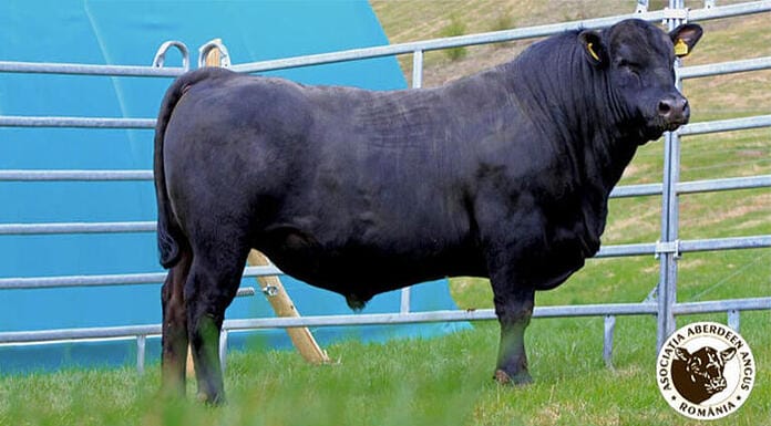 Licitație cu tauri din rasa Aberdeen Angus în cadrul European Angus Forum 2026