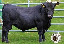 Sumă impresionantă pentru taurul Scip Jordan, la licitația Aberdeen Angus de la Cibu, Mureș