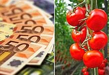 Hotărâre de Guvern: Câți bani vor primi fermierii care cultivă legume în spații protejate în 2026