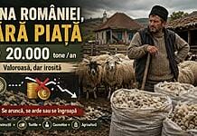 România aruncă 20.000 de tone de lână pe an. Câți bani ar putea să scoată dacă ar fi valorificată