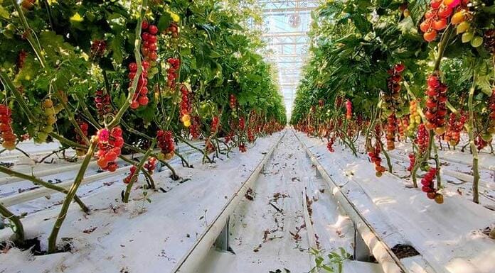 Seră de tomate cherry bio cu tehnologie de ultimă oră, la Buzău