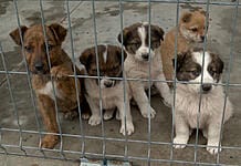 Proiect de 15 milioane de lei în Iași! Centru de îngrijire și sterilizare pentru câini în comuna Victoria
