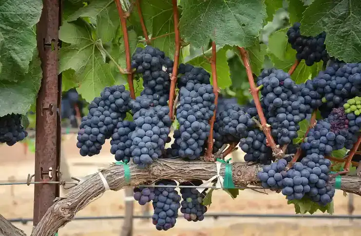 Cum pot fermierii să obțină recolte mai bune la fructe și legume
