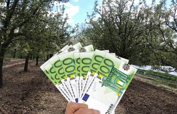 Verificați conturile! Vin despăgubirile de la APIA pentru înghețul târziu!