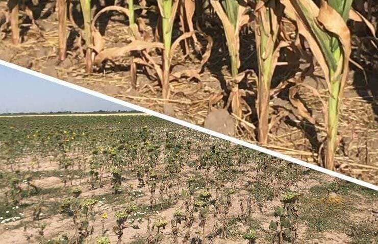 Dezastru! Doar într-un județ, peste 13.000 de hectare de culturi pârjolite de secetă așteaptă despăgubiri