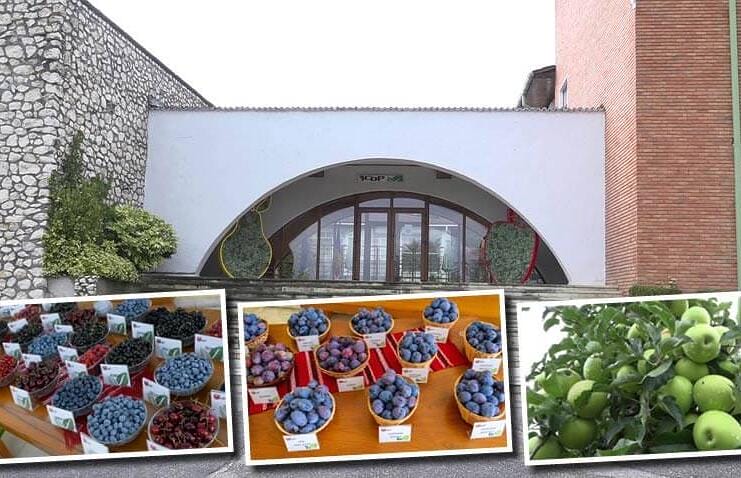 Cercetătorii de la Institutul Pomicol Mărăcineni fac o ofertă de nerefuzat! Fructe de sezon, proaspete, la prețuri de producător