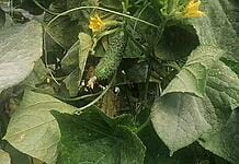 VIDEO – O lecție ieftină de agricultură inteligentă, care mărește recolta de castraveți