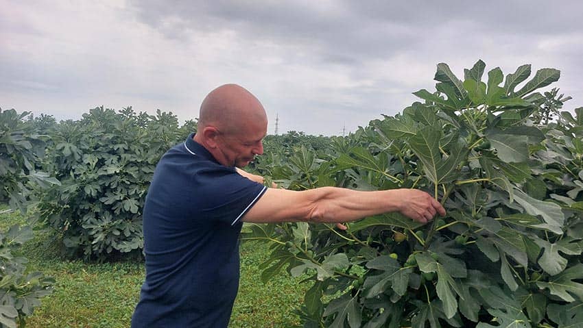 Producție-record de smochine la Buzău Stiri agricole smochine,Valentin Badea