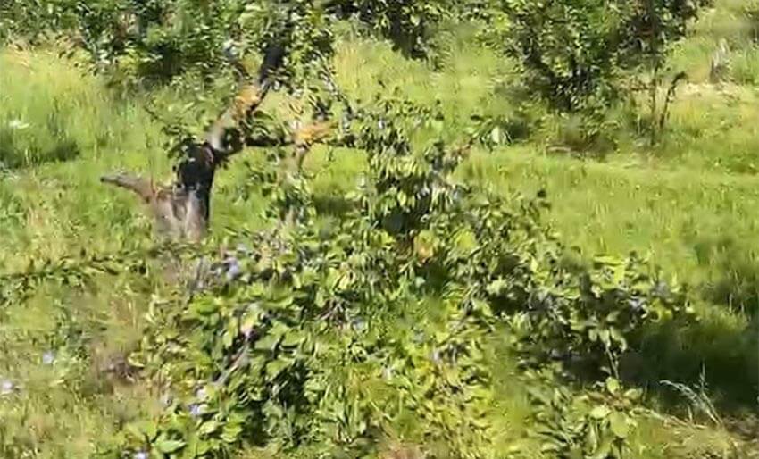 După un an cu pierderi de 60%, prunii de la Stațiunea Istrița au revenit spectaculos. Cercetătorii estimează 15 tone la hectar (VIDEO) Stiri agricole pruni,Istrița